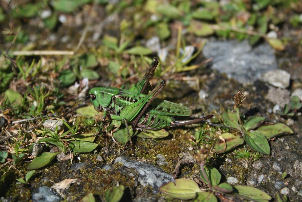 Ortotteri in montagna